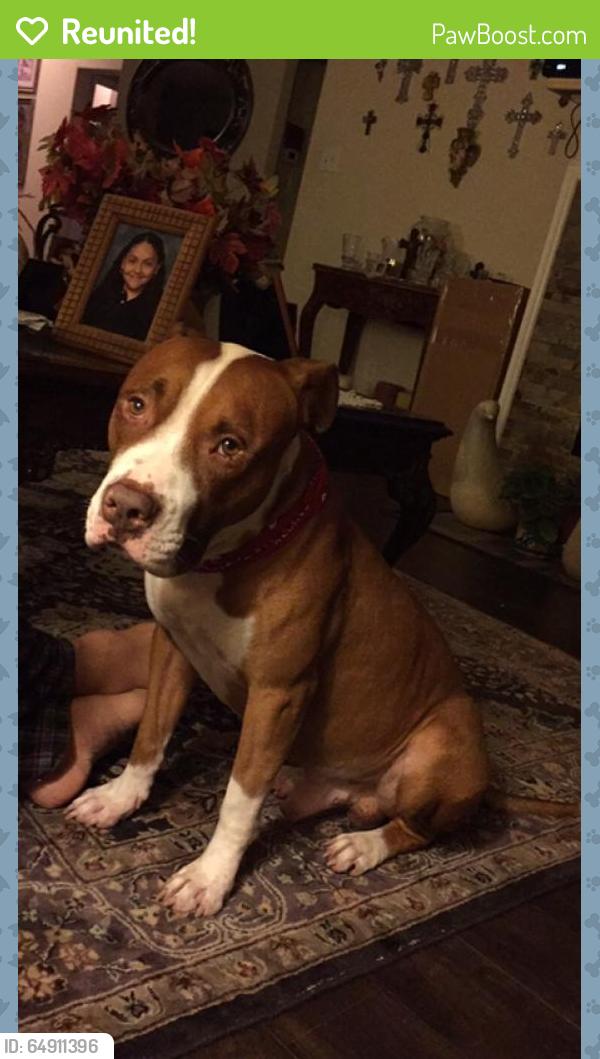 Reunited Male Dog last seen South Peek Road, Richmond, TX, USA, Richmond, TX 77494