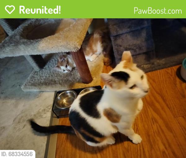 Reunited Female Cat last seen Baldwin And cedar, El Monte, CA 91731