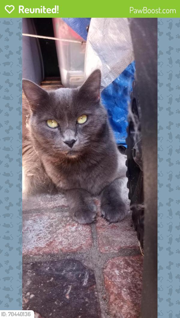 Reunited Male Cat last seen San Rufo drive, Buena Park, CA 90620