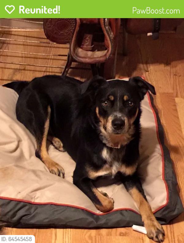 Reunited Male Dog last seen Penn Road, Reidsville, NC, Reidsville, NC 27320