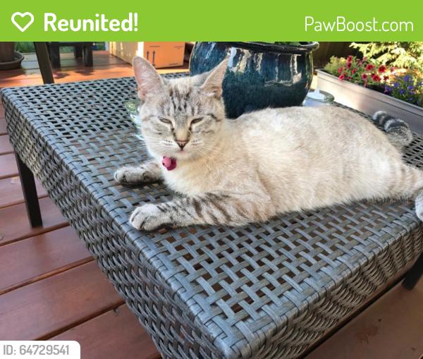 Reunited Female Cat last seen Near 7th St SE & 7th Pl SE, Puyallup, WA 98372