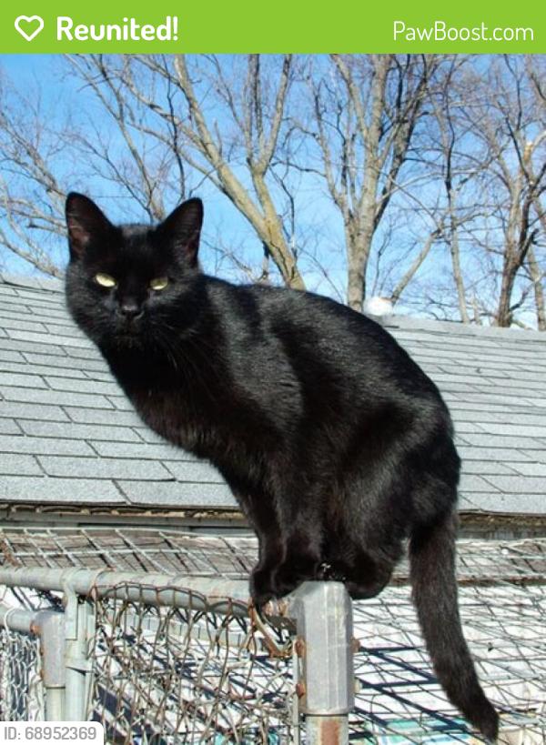Reunited Male Cat last seen Holiday Lake Drive, Holiday, FL 34691