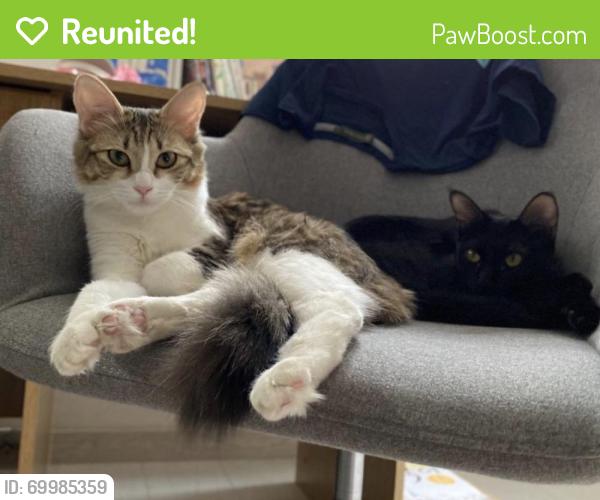 Reunited Female Cat last seen Arleta, Los Angeles, CA, USA, Los Angeles, CA 91331