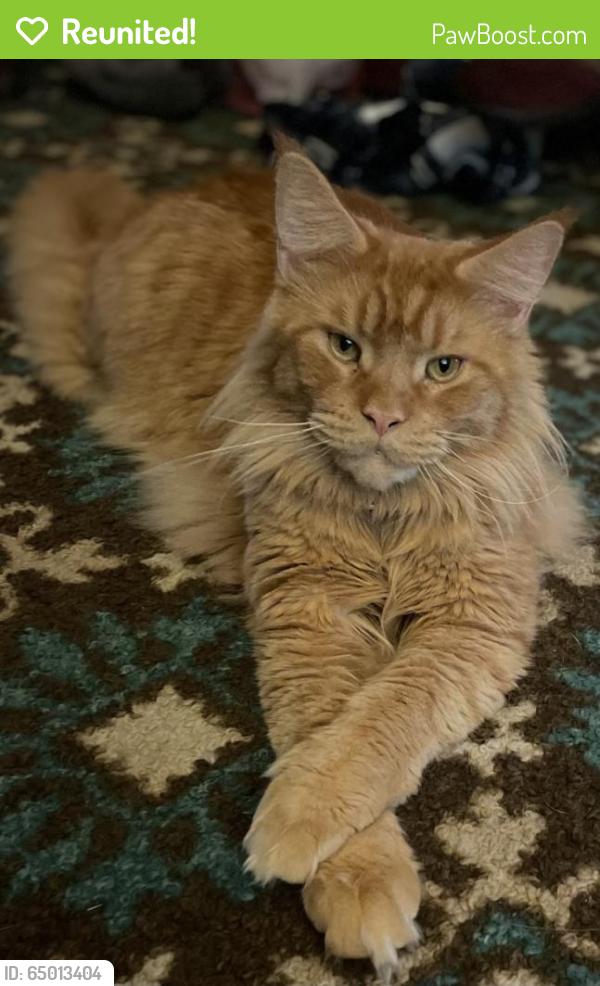 Reunited Male Cat last seen Northland trailer park, Kansas City, MO 64156