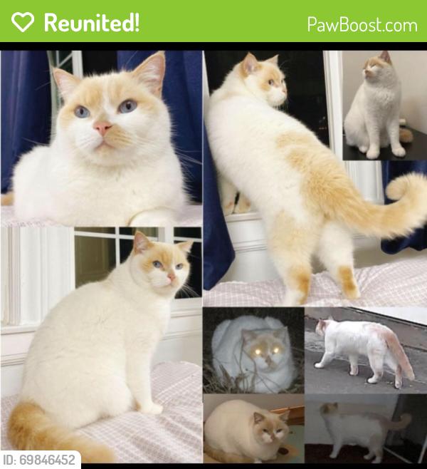 Reunited Male Cat last seen Irving St, San Francisco, CA 94122, USA, San Francisco, CA 94122