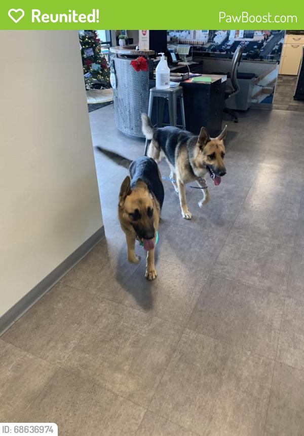 Reunited Male Dog last seen Broadway/Rosemont, Tucson, AZ 85711