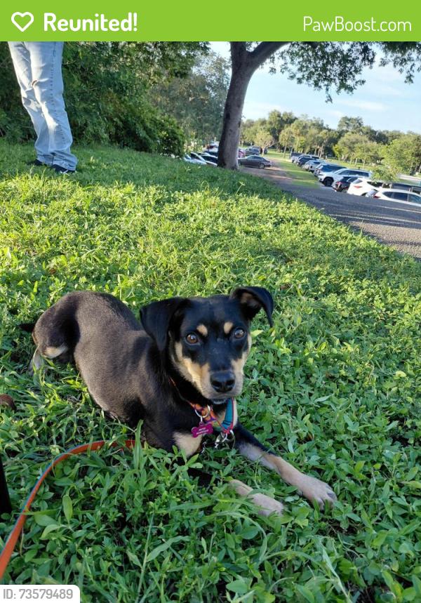 Reunited Female Dog last seen Near NE 170th st North miami beach, FL, North Miami Beach, FL 33162