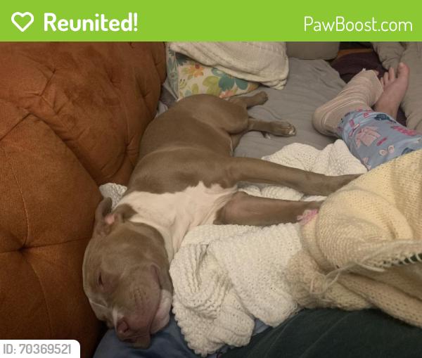 Reunited Female Dog last seen Ditman and deveraux st, Philadelphia, PA 19135