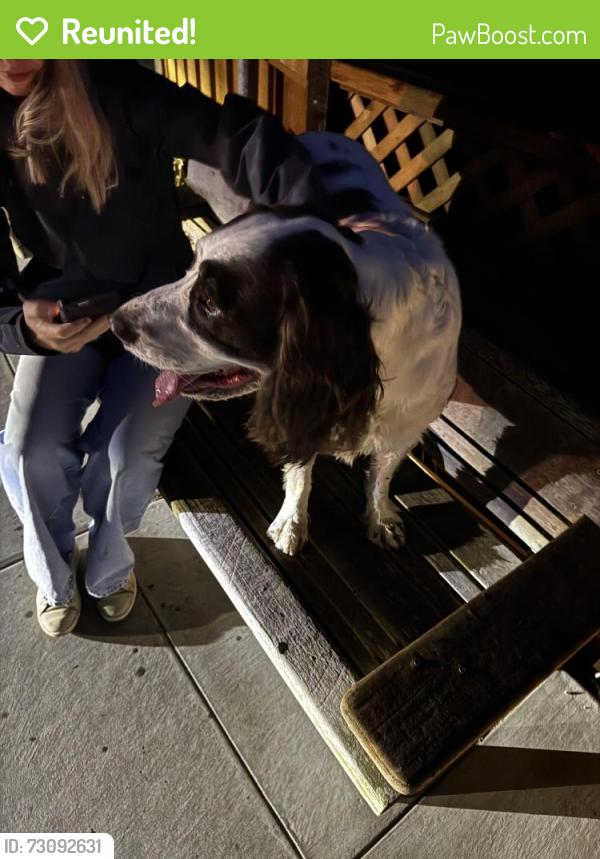 Reunited Male Dog last seen Cipriani Boulevard and Buena Vista Ave. Belmont, Belmont, CA 94002