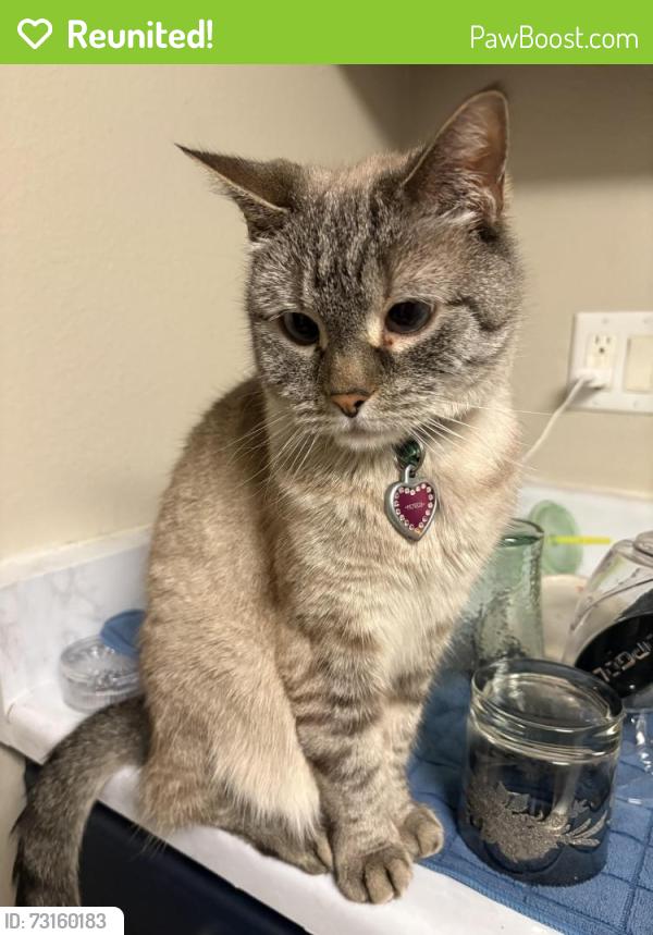 Reunited Female Cat last seen Joliet apmt Complex, Aurora, CO 80012