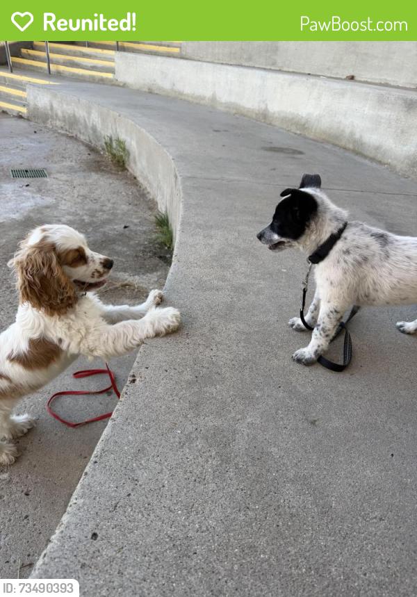 Reunited Male Dog last seen Domer Road, Santee, CA 92071