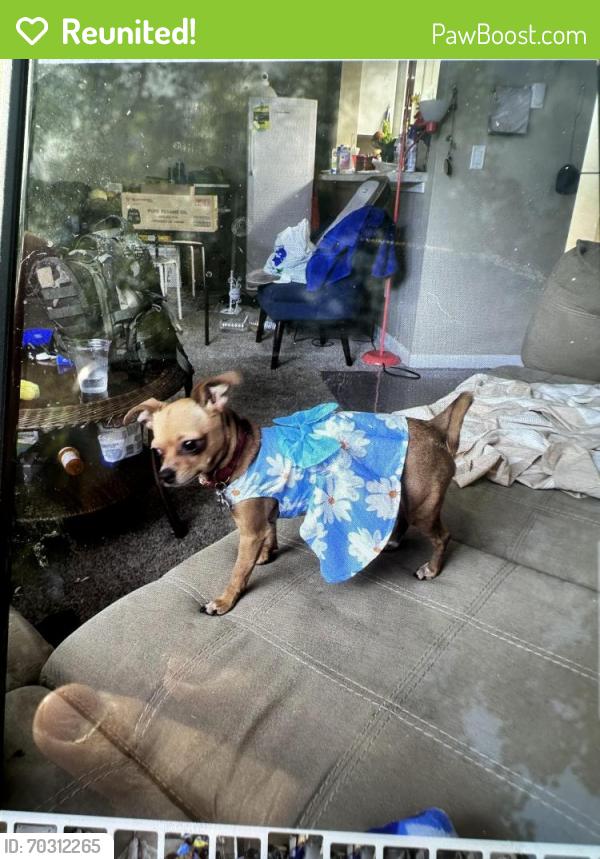 Reunited Female Dog last seen 82nd and Holgate, Portland, OR 97206