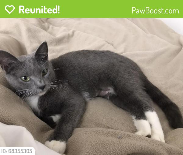 Reunited Female Cat last seen Star of the Sea School & Star of the Sea Church between 14th-15th street and Pacific and Arctic Crescent, Virginia Beach, VA 23451