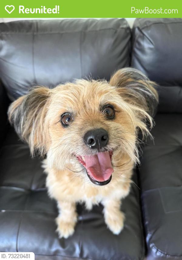 Reunited Male Dog last seen Melrose Ave & N Harvard Blvd, Los Angeles, CA 90004