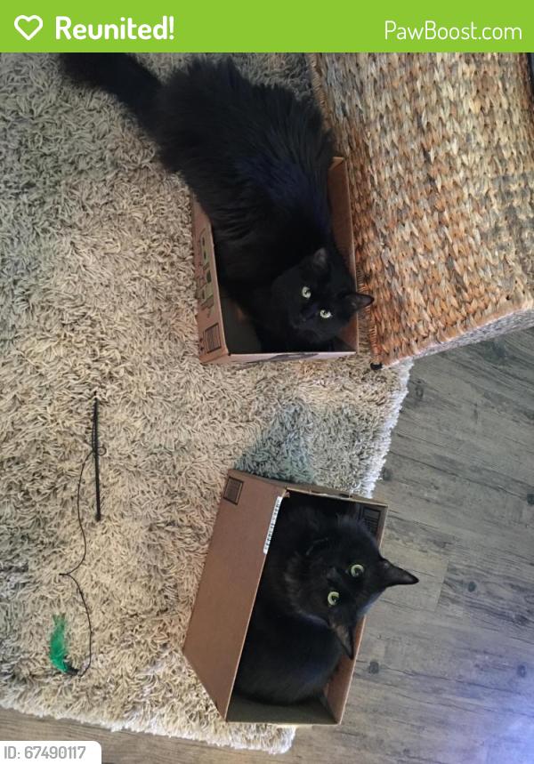 Reunited Female Cat last seen Marina, Long Beach, CA 90803