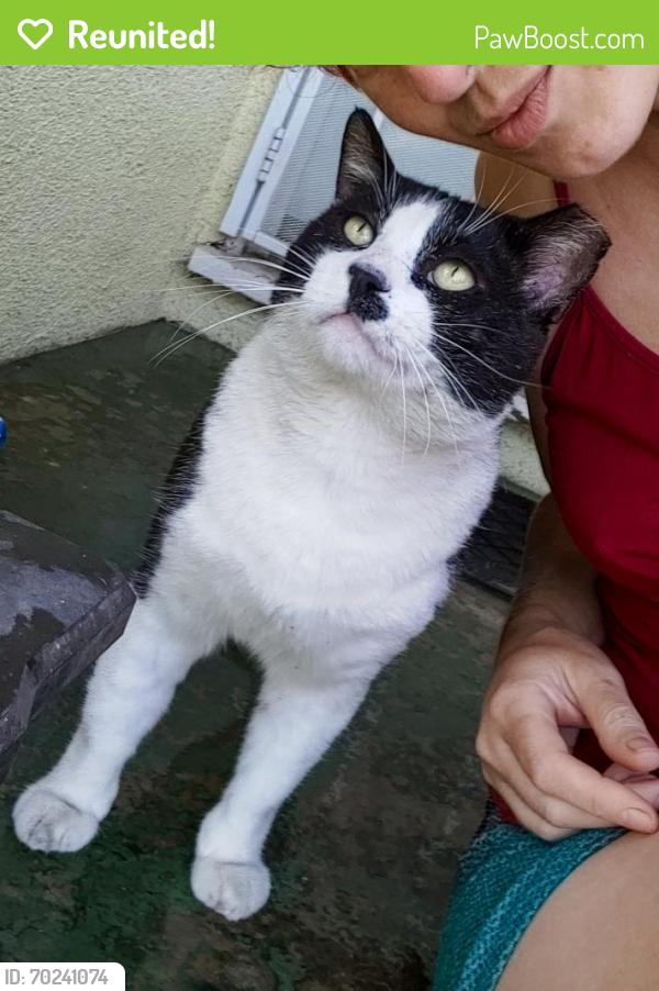 Reunited Male Cat last seen Near N Yaleton Ave, Covina, CA 91722, USA, Covina, CA 91722