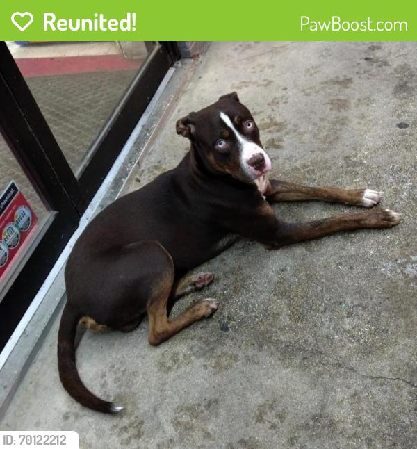 Reunited Male Dog last seen Toepperwein and FM-1976, Converse, TX 78109