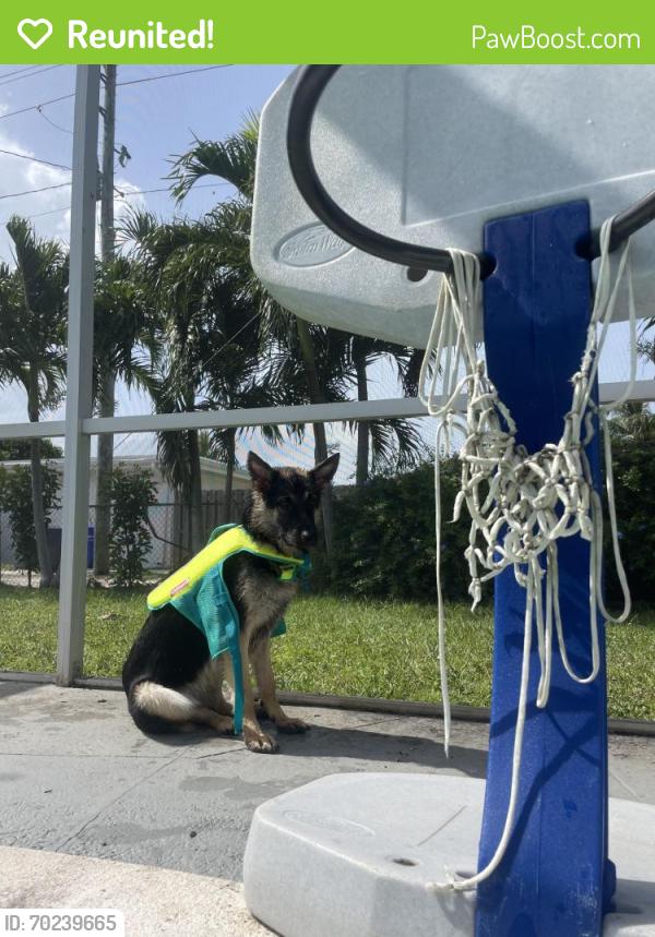 Reunited Female Dog last seen Near Johnson St, Hollywood, FL 33021