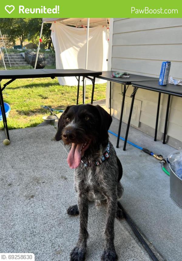 Reunited Unknown Dog last seen 14th Ave SE & Golf Club Rd SE, Lacey, WA 98503, USA, Lacey, WA 98503