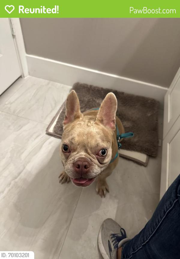 Reunited Female Dog last seen Near, Miami, FL 33187