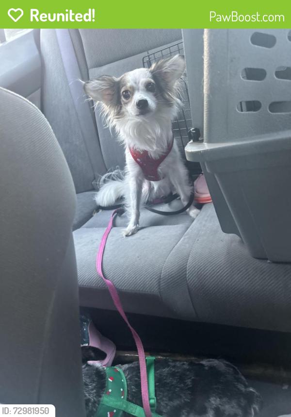 Reunited Female Dog last seen Franklin blvd & Fruitridge Rd, Sacramento, CA 95820