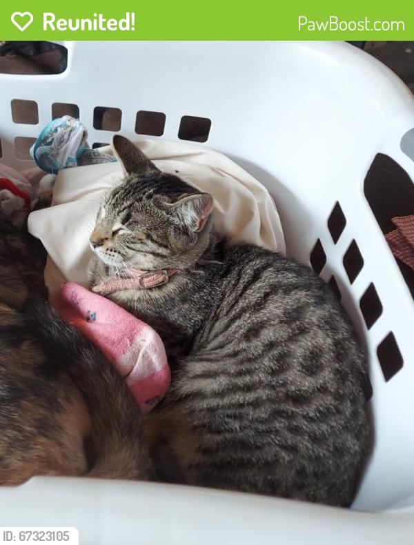 Reunited Female Cat last seen French Creek and Banbury Cross, Shingle Springs, CA 95682