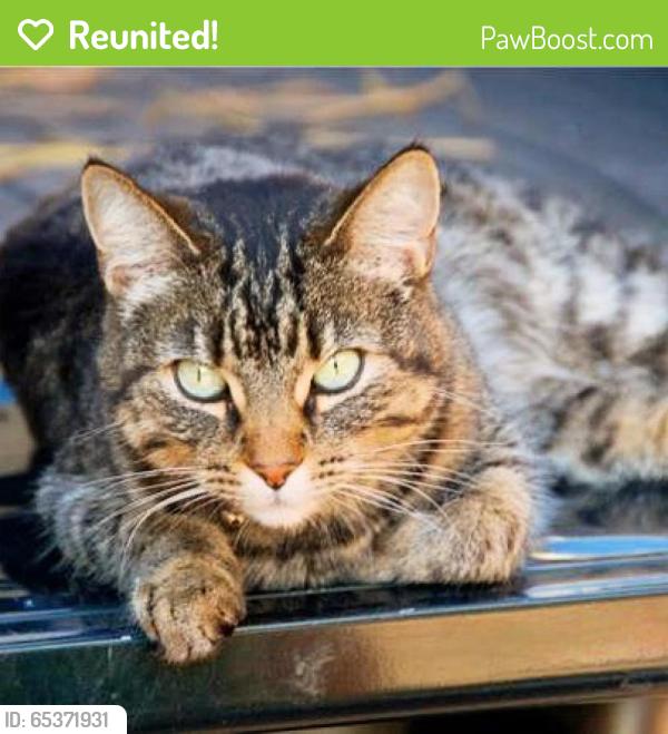 Reunited Female Cat last seen Near Edgemere Cir & Random Stone Ct, Reston, VA 20190