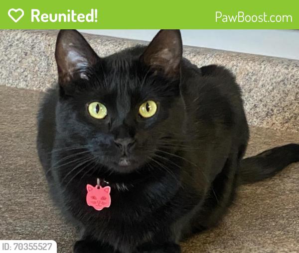 Reunited Female Cat last seen Fitzsimons Parkway , Aurora, CO 80011