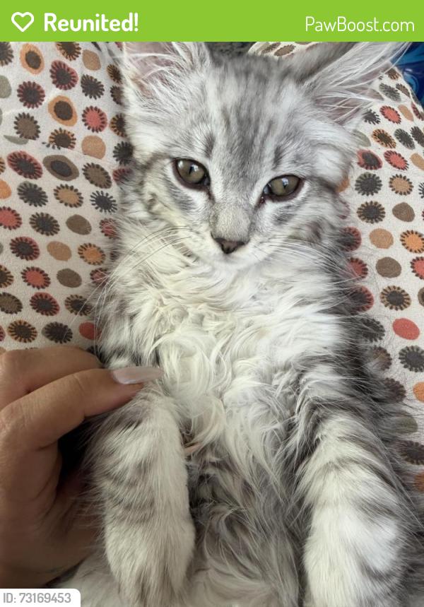 Reunited Male Cat last seen Chestnut and Encinal, Alameda, CA 94501