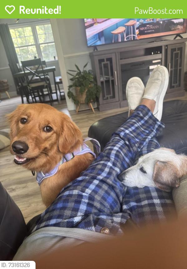 Reunited Female Dog last seen Forge road and Cedar drive, Lanexa, VA 23089