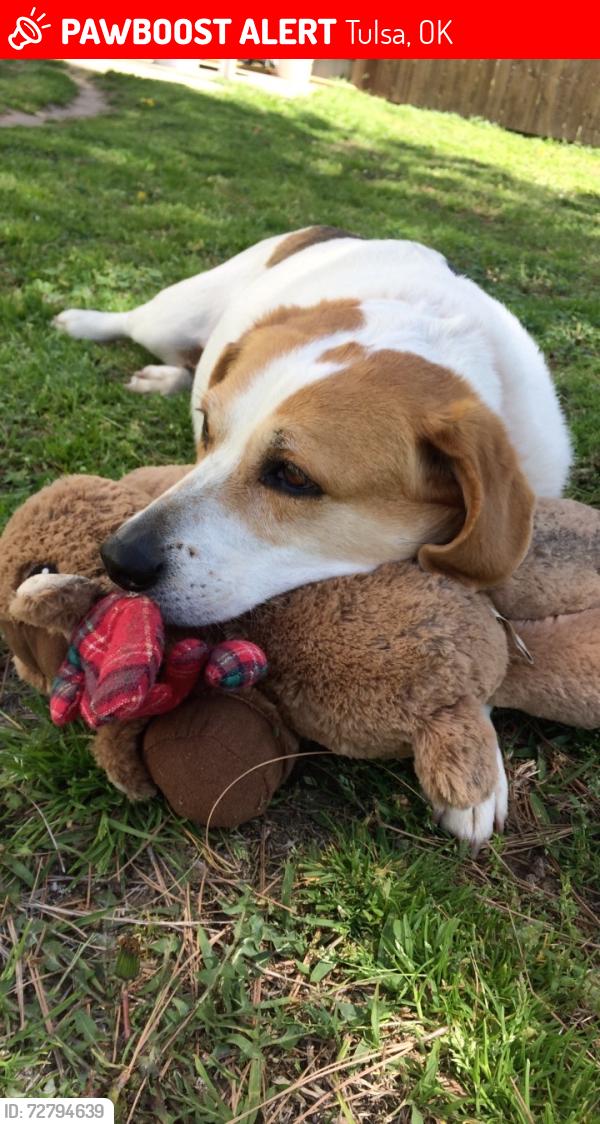 Lost Female Dog last seen Near E Newton Pl, Tulsa, OK 74115, USA, Tulsa, OK 74115