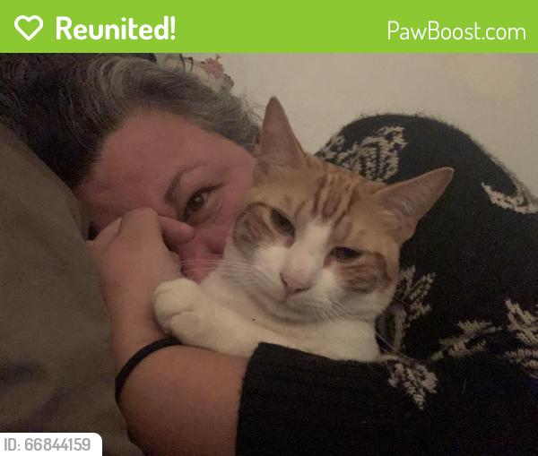 Reunited Male Cat last seen Granbury Rd & Biddison, Fort Worth, TX 76109