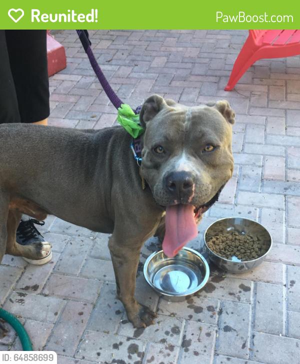 Reunited Male Dog last seen Near E Concord St & Thornton Ave, Orlando, FL 32801