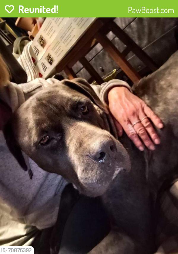 Reunited Female Dog last seen 79th Lowell blvd , Westminster, CO 80030