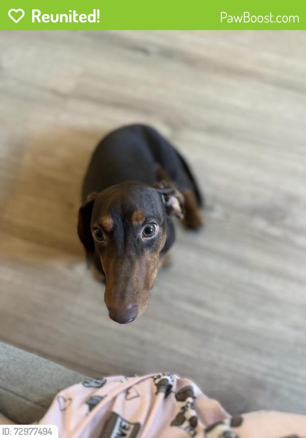 Reunited Male Dog last seen Near n Reese st, Philadelphia, PA 19132