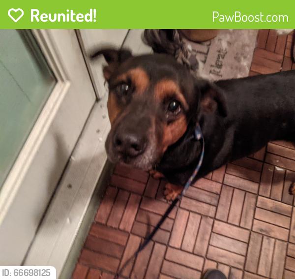 Reunited Male Dog last seen Hubbard Street & 3rd, Jacksonville, FL 32206