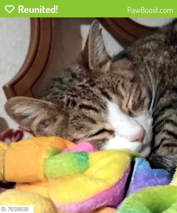 Reunited Male Cat last seen Mclay, Salem, OR 97317