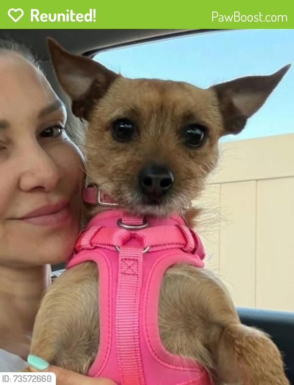 Reunited Female Dog last seen Broadway, Huntington, NY 11743
