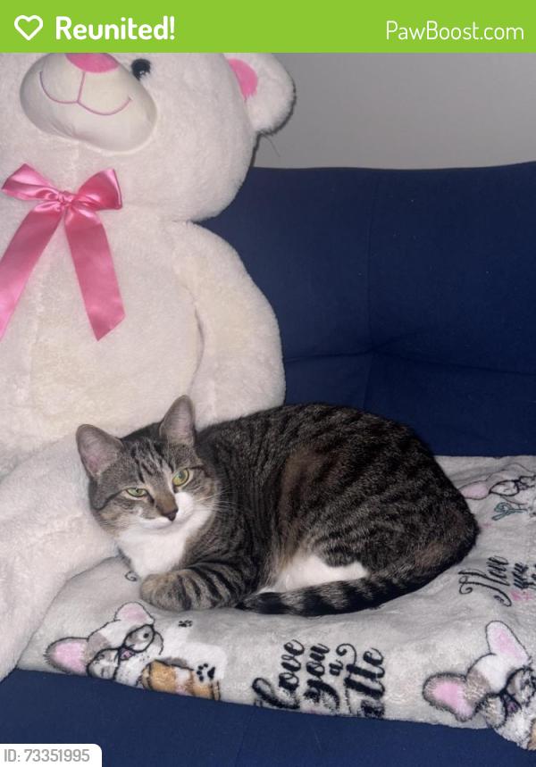 Reunited Female Cat last seen Near Grandview Elementary school, Piscataway, NJ 08854