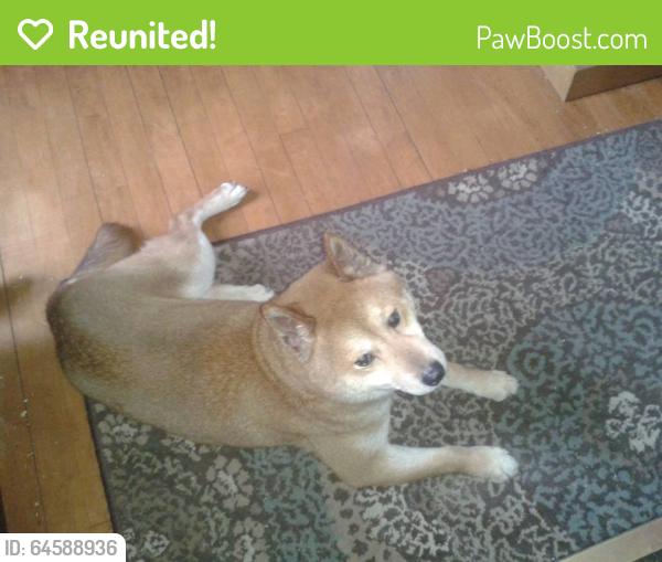 Reunited Male Dog last seen Near W North Ave & N 128th St, Brookfield, WI 53005