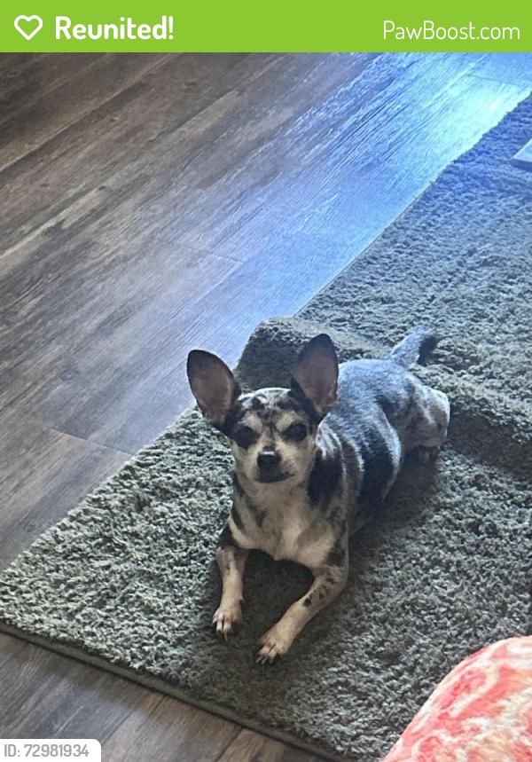 Reunited Male Dog last seen Franklin Blvd & Fruitridge Rd, Sacramento, CA 95820