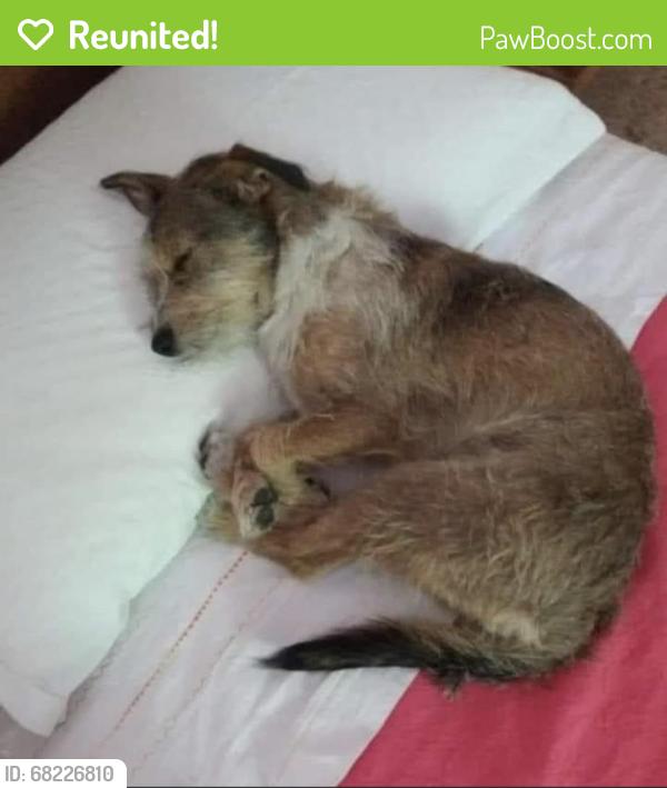 Reunited Male Dog last seen Andrita St, Los Angeles, CA 90065