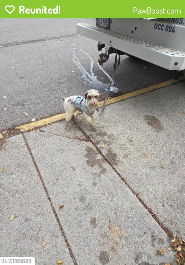Reunited Unknown Dog last seen Near E Livingston Ave, Columbus, OH 43227, Columbus, OH 43227