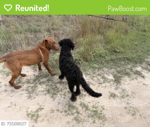 Reunited Unknown Dog last seen Corky Cox Road, Dripping Springs, TX 78620