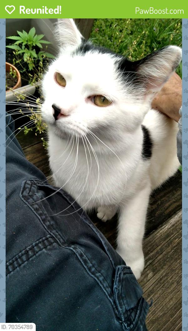 Reunited Male Cat last seen Clifton Park area, Louisville, KY 40206