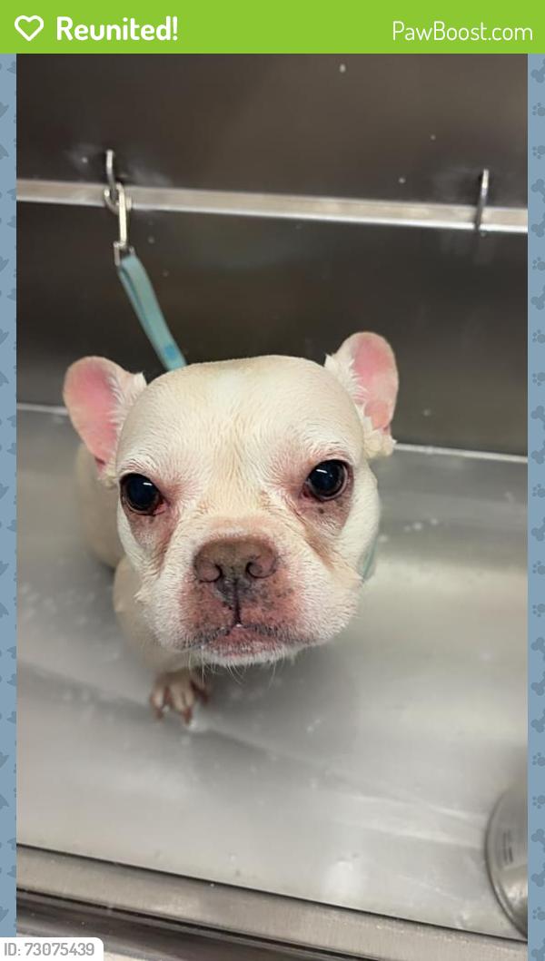 Reunited Female Dog last seen Near w Beardsley rd, Glendale, AZ 85308