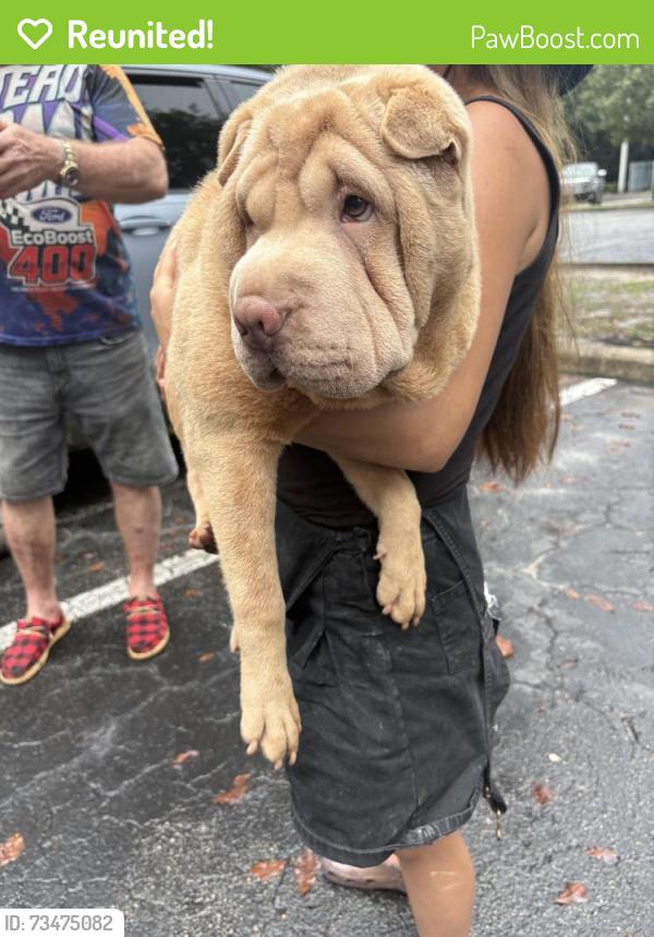 Reunited Female Dog last seen North mulberry loop, Pine Ridge, FL 34465