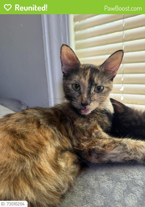 Reunited Female Cat last seen Near ervin st , Columbia, SC 29204