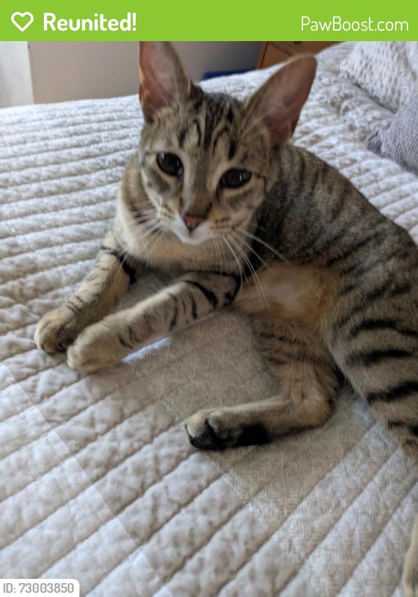 Reunited Female Cat last seen Glenwood Drive near Sunnyside Home, Kitchener, ON N2A