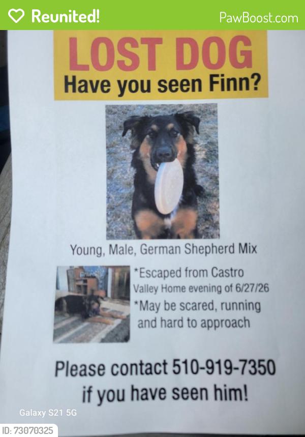 Reunited Male Dog last seen Grove way, Castro Valley, CA 94546